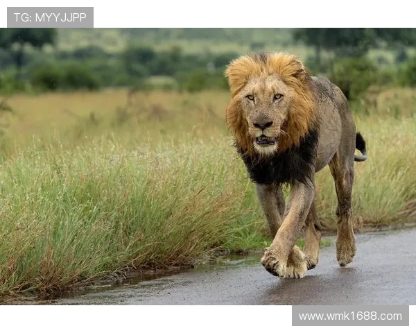 非洲雄狮崛起:揭示大草原背后的王者崛起与生态变革 - 副本 - 副本 (3) 非洲雄狮崛起:揭示大草原背后的王者崛起与生态变革 - 副本 - 副本 (3)
